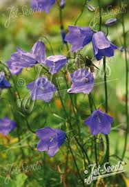 Attēlu rezultāti vaicājumam “Campanula rotundifolia”