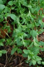 Attēlu rezultāti vaicājumam “Moehringia trinervia bud”