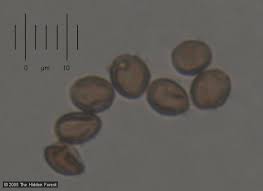 Attēlu rezultāti vaicājumam “Craterium leucocephalum stalked”