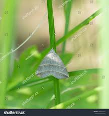 Attēlu rezultāti vaicājumam “Colobochyla salicalis”