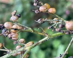 Attēlu rezultāti vaicājumam “Scrophularia nodosa fruit”