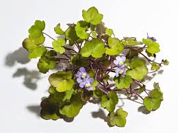 Attēlu rezultāti vaicājumam “Cymbalaria muralis”