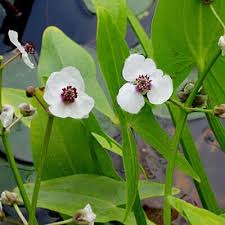 Attēlu rezultāti vaicājumam “Sagittaria sagittifolia flower”