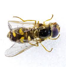 Attēlu rezultāti vaicājumam “Eupeodes nielseni”