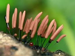 Attēlu rezultāti vaicājumam “Stemonitopsis subcaespitosa macro”