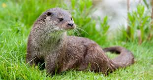 Image result for Worthing Otters