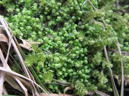 Attēlu rezultāti vaicājumam “Scapania lingulata”