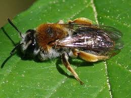 Attēlu rezultāti vaicājumam “Andrena haemorrhoa”