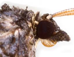 Attēlu rezultāti vaicājumam “Cosmorhoe ocellata”