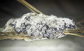 Attēlu rezultāti vaicājumam “Didymium spongiosum macro”