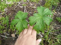 Attēlu rezultāti vaicājumam “Astrantia major leaf”