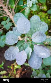 Attēlu rezultāti vaicājumam “Cotinus coggygria leaf”