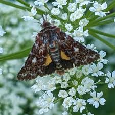 Attēlu rezultāti vaicājumam “Anarta myrtilli larva”