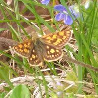 Attēlu rezultāti vaicājumam “Carterocephalus palaemon”