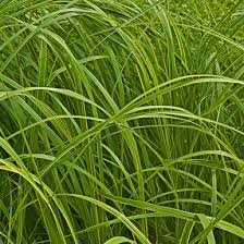 Attēlu rezultāti vaicājumam “Carex x bakkeriana”