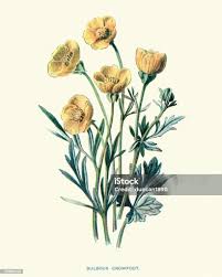 Attēlu rezultāti vaicājumam “Ranunculus bulbosus”