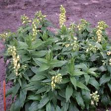 Image result for Digitalis grandiflora
