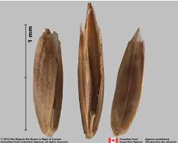 Attēlu rezultāti vaicājumam “Poa trivialis flower”