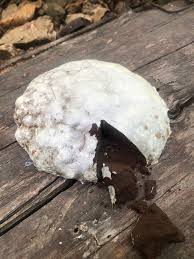 Attēlu rezultāti vaicājumam “Reticularia lycoperdon”