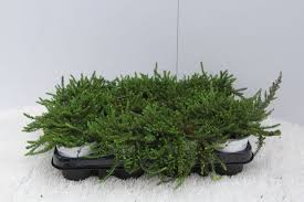 Attēlu rezultāti vaicājumam “Empetrum nigrum”