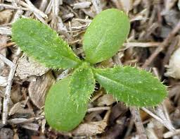 Attēlu rezultāti vaicājumam “Cirsium vulgare leaf”