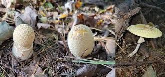 Attēlu rezultāti vaicājumam “Amanita”