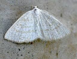 Attēlu rezultāti vaicājumam “Cabera exanthemata male”