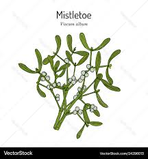 Attēlu rezultāti vaicājumam “Viscum album”