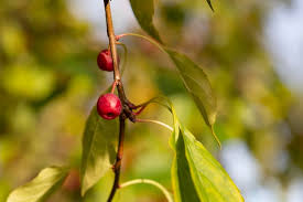 Attēlu rezultāti vaicājumam “Malus baccata fruit”