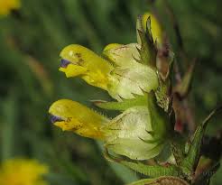 Attēlu rezultāti vaicājumam “Rhinanthus serotinus”
