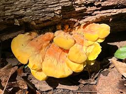 Attēlu rezultāti vaicājumam “Laetiporus sulphureus”