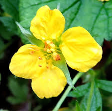 Attēlu rezultāti vaicājumam “Waldsteinia geoides flower”