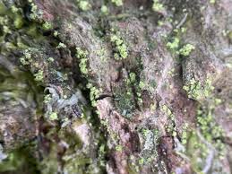 Attēlu rezultāti vaicājumam “Biatora sphaeroides”