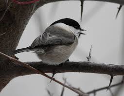 Attēlu rezultāti vaicājumam “Poecile montanus”