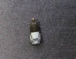 Attēlu rezultāti vaicājumam “Notocelia cynosbatella”