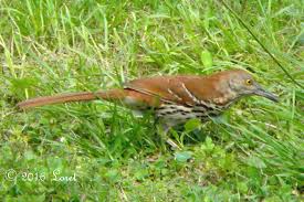 Image result for Toxostoma rufum