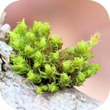 Attēlu rezultāti vaicājumam “Ulota crispa”