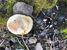 Attēlu rezultāti vaicājumam “Onnia triquetra”