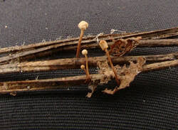 Attēlu rezultāti vaicājumam “Heyderia pusilla”