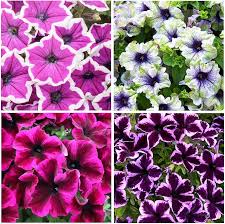 Image result for Petunia hybrida