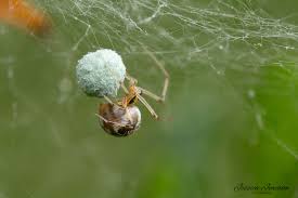 Attēlu rezultāti vaicājumam “Phylloneta sp.”