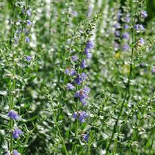 Image result for Hyssopus officinalis