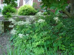 Image result for Aruncus dioicus