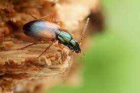 Attēlu rezultāti vaicājumam “Anchomenus dorsalis”