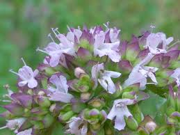 Image result for Origanum vulgare