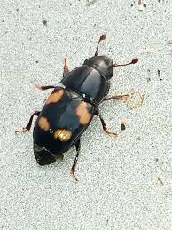 Attēlu rezultāti vaicājumam “Glischrochilus grandis”