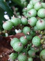 Attēlu rezultāti vaicājumam “Acorus calamus fruit”