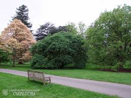 Attēlu rezultāti vaicājumam “Aesculus x hybrida”