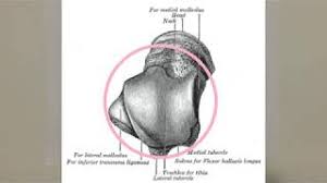 Image result for b%FD%E7ak anatomisi