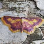 Attēlu rezultāti vaicājumam “Idaea muricata”